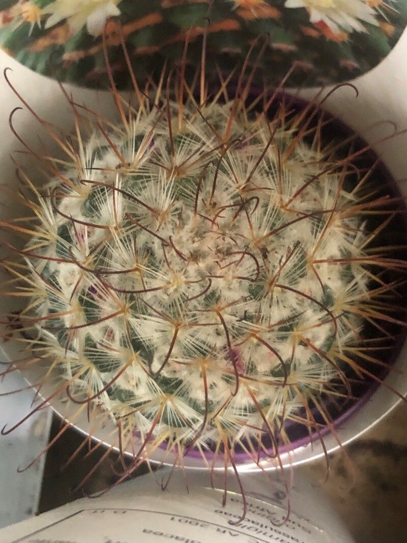 Mammillaria eichlamii — search result for 'Mammillaria'