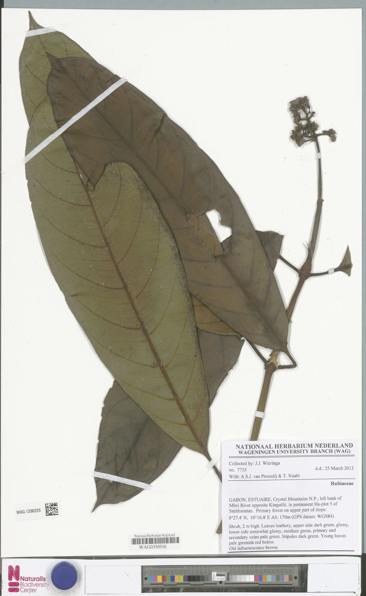 Gaertnera gabonensis — houseplant care guide