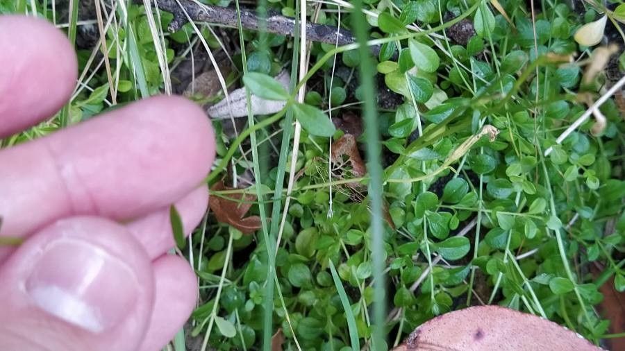 Centaurium scilloides leaf
