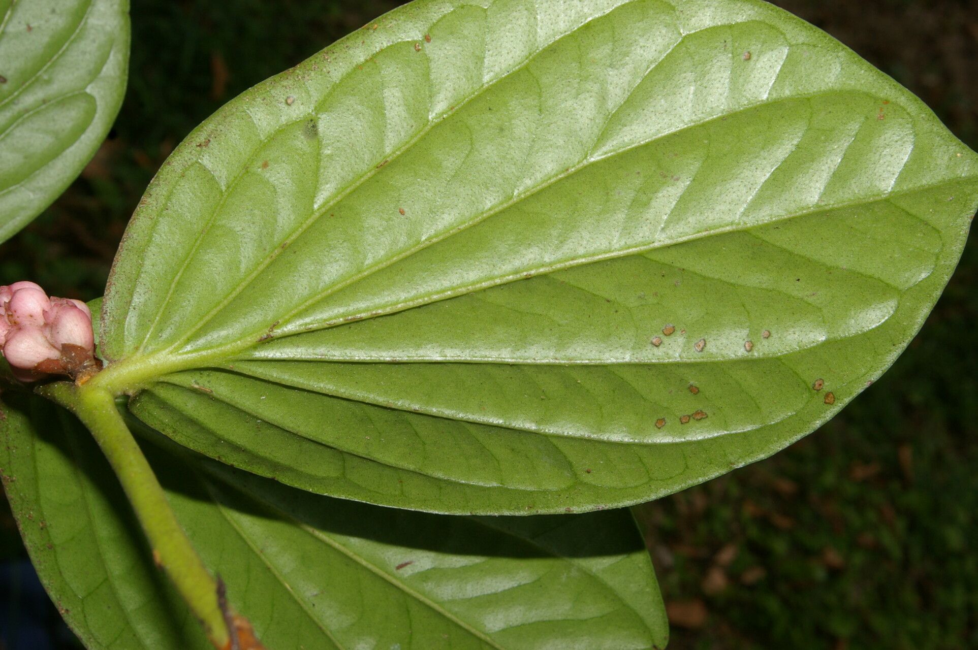 Cavendishia axillaris — related species from the same genus