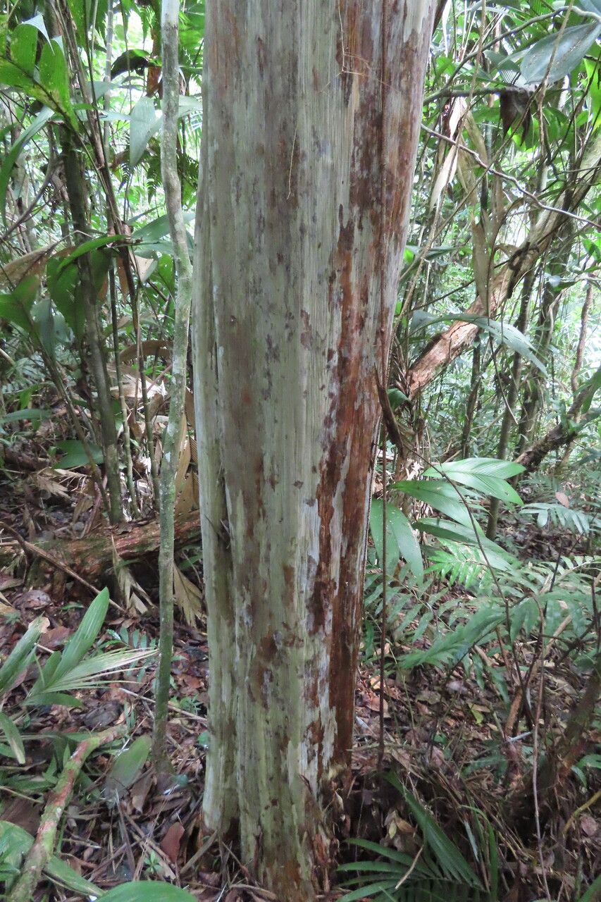 Myrciaria vexator habit