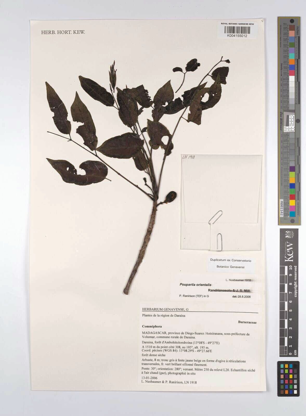 Poupartia orientalis — related species from the same genus