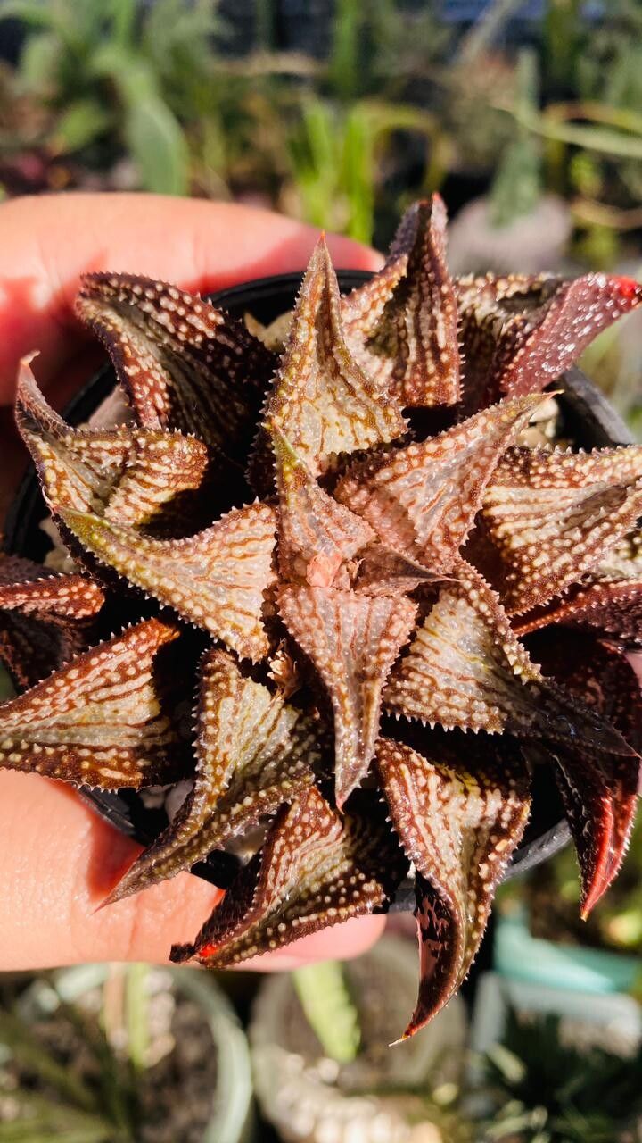 Haworthiopsis koelmaniorum leaf