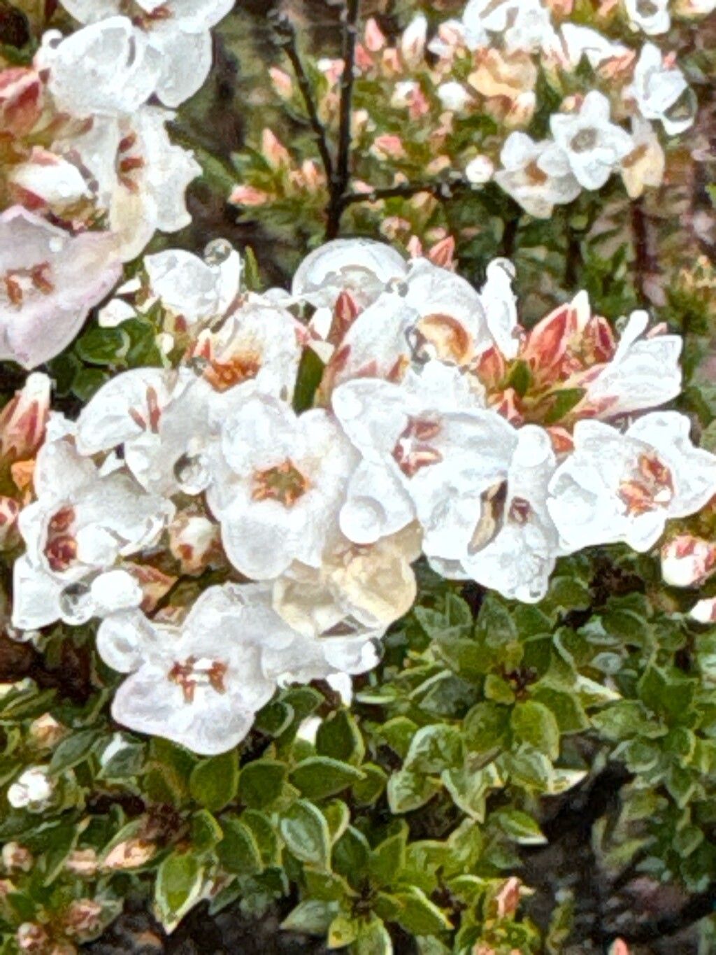 Epacris serpyllifolia — search result for 'Epacris'