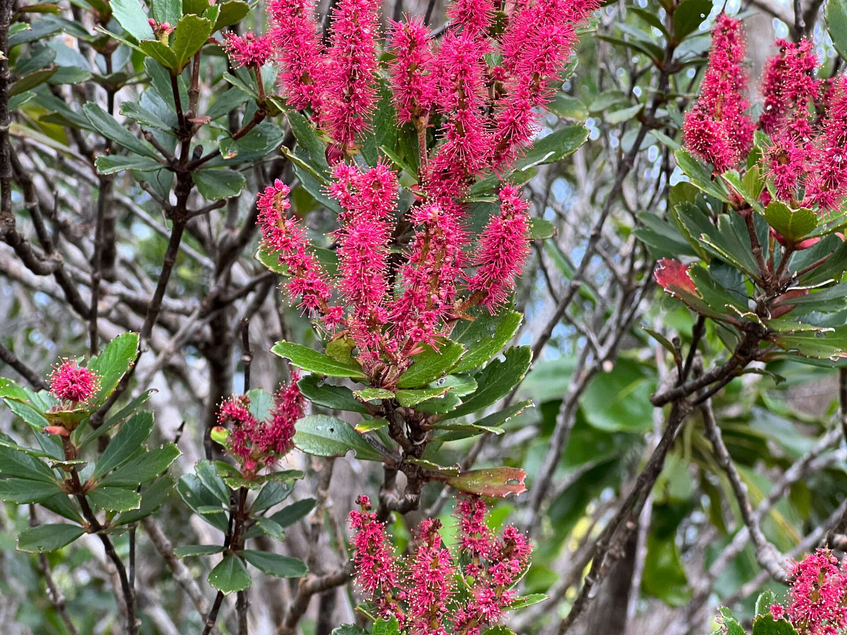 Cunonia deplanchei — houseplant care guide