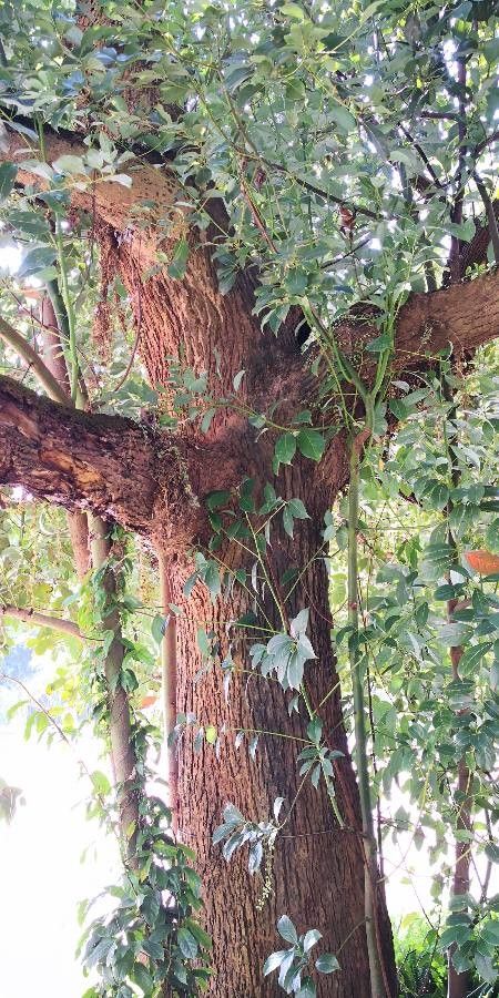 Cinnamomum porrectum bark