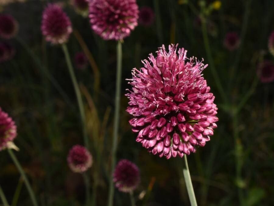 Allium rotundum flower