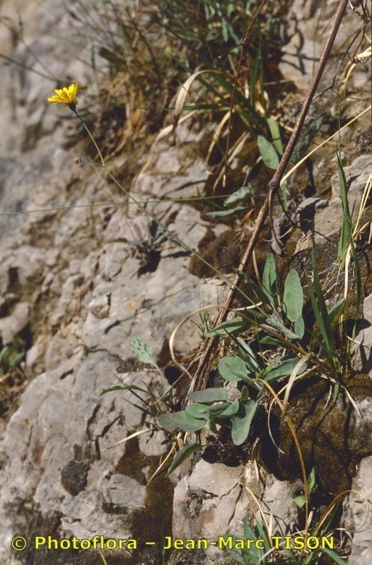 Hieracium sublacteum habit