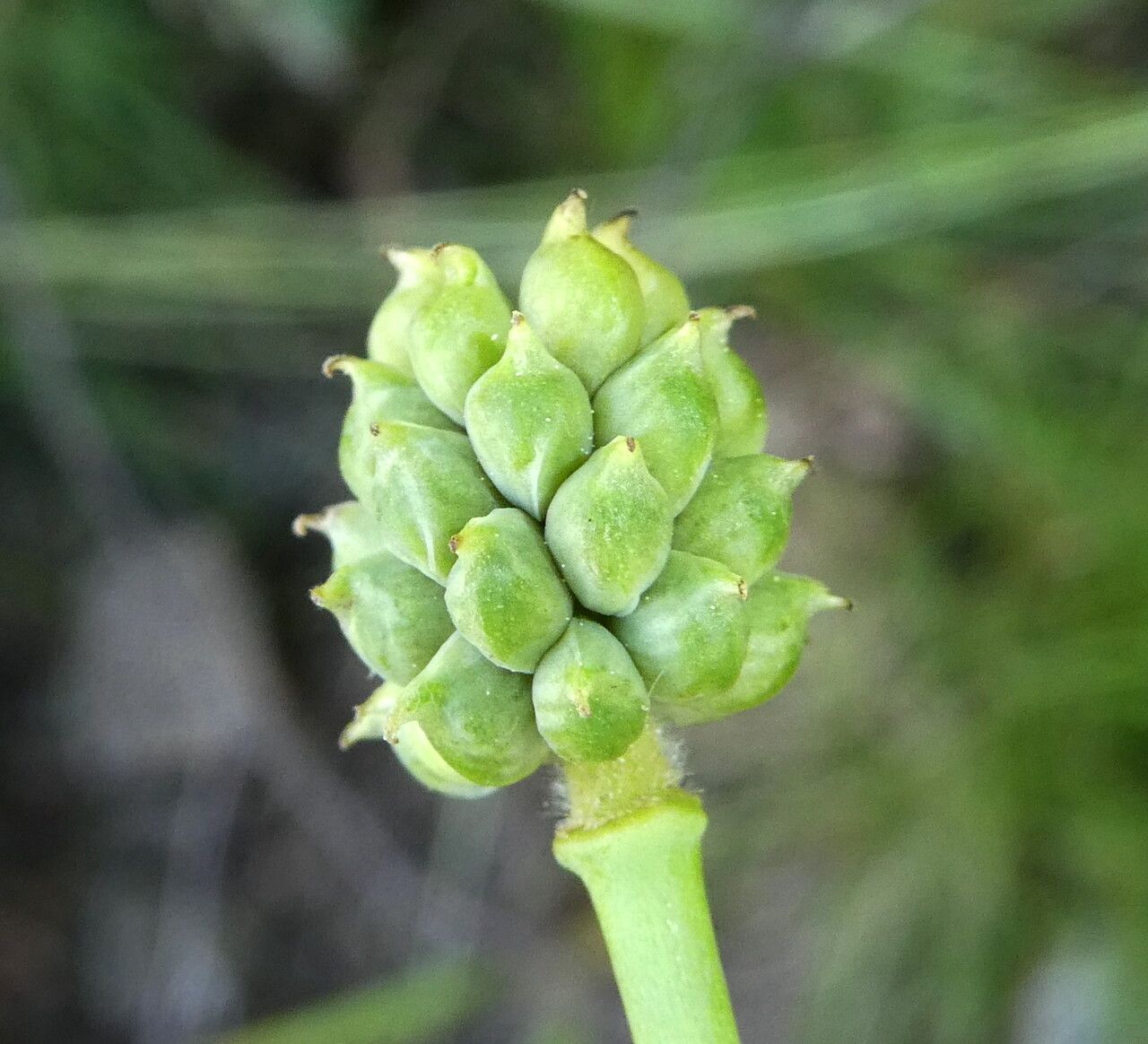 Ranunculus amplexicaulis fruit