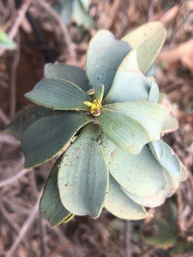 Bupleurum handiense leaf