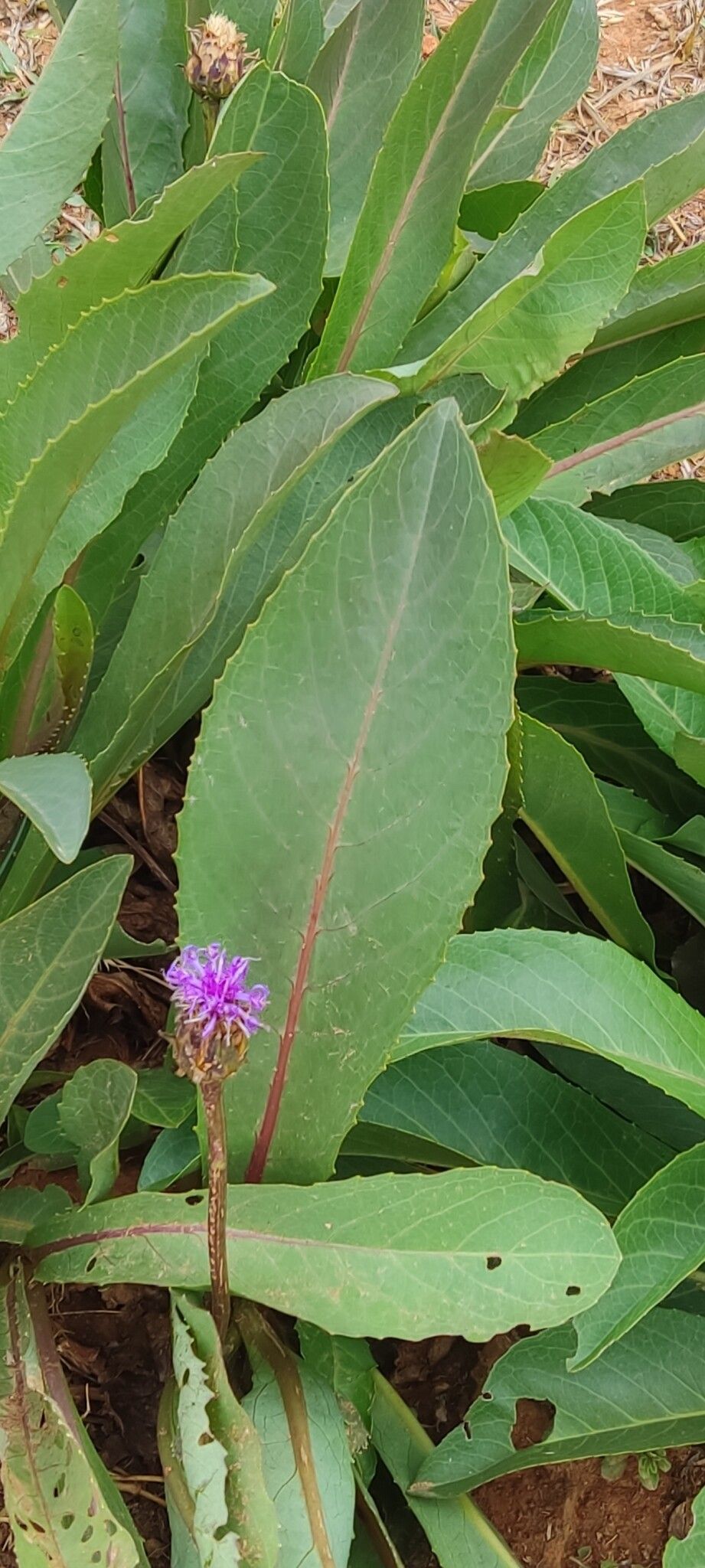 Linzia gerberiformis — related species from the same genus