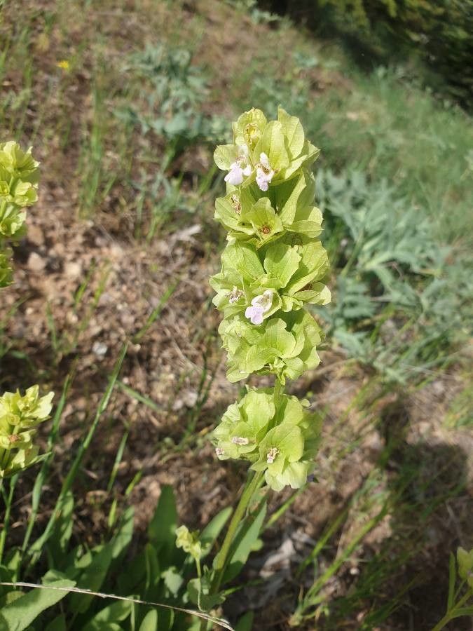 Salvia absconditiflora flower