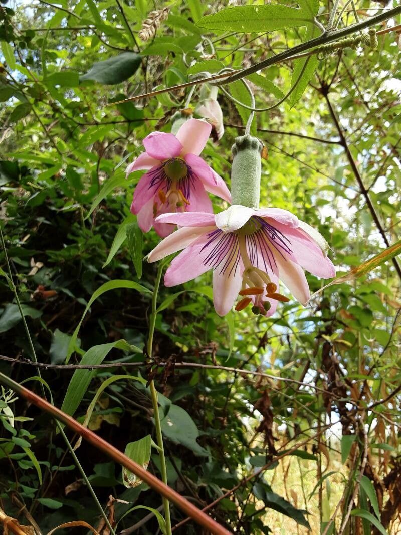 Passiflora pinnatistipula flower