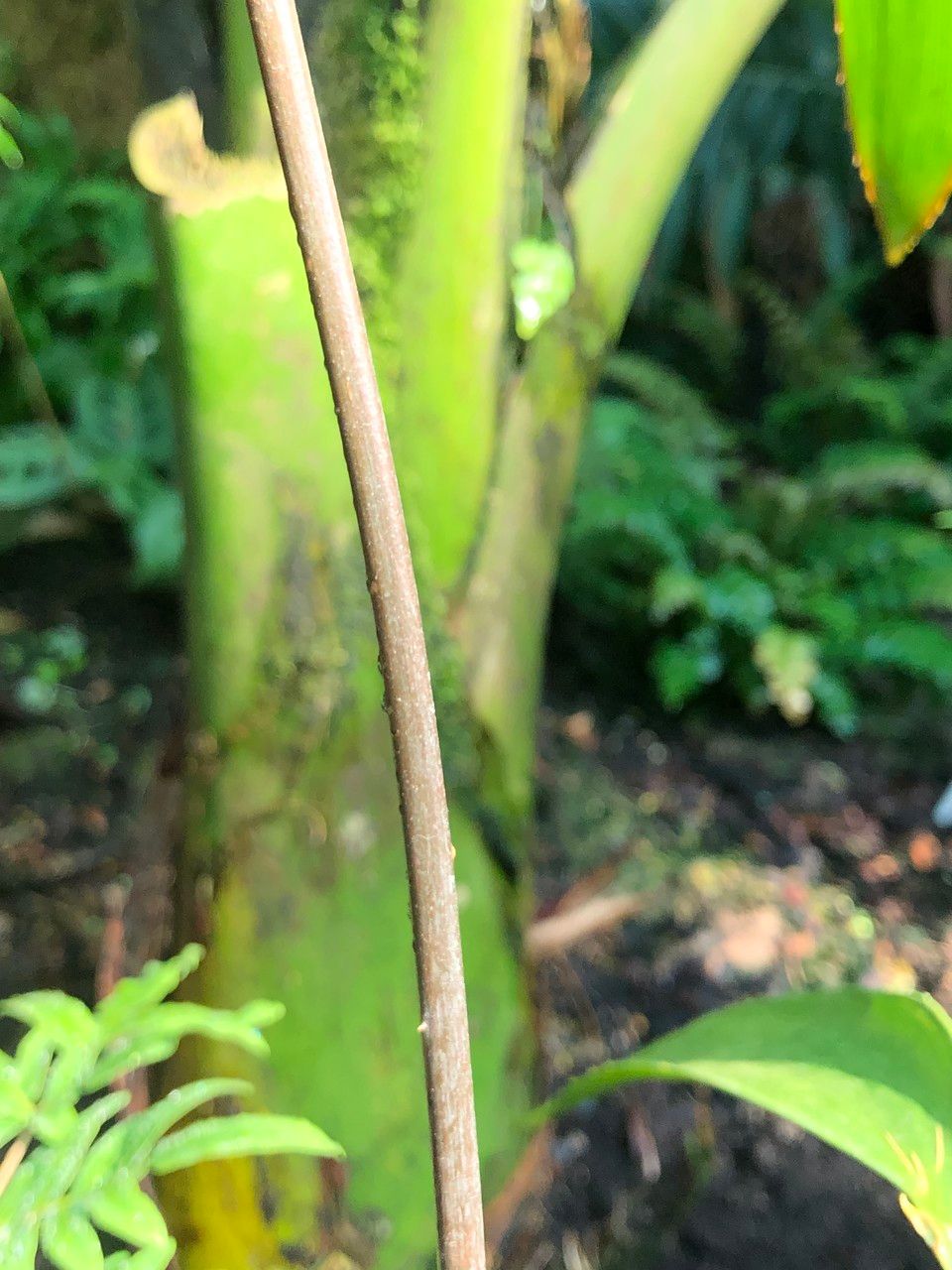 Zamia lacandona bark
