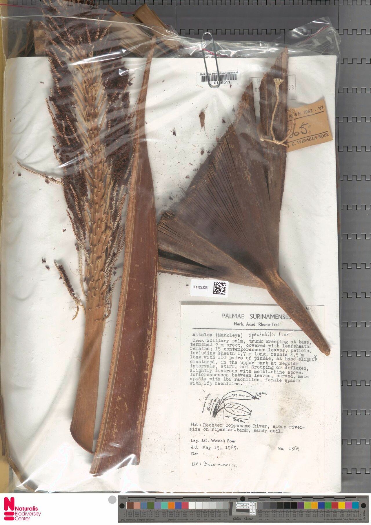 Attalea spectabilis flower