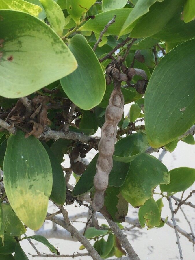 Acacia simplex fruit