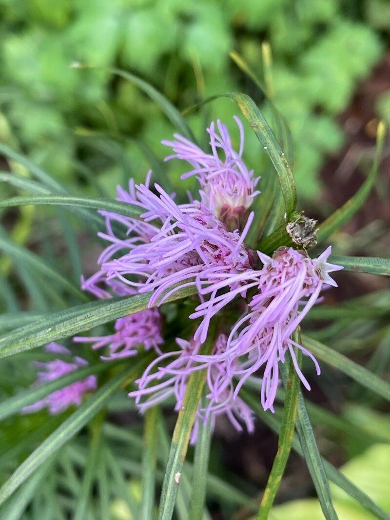 Liatris squarrosa flower