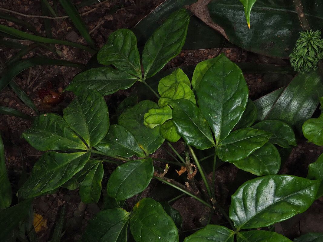 Crateva eminens leaf