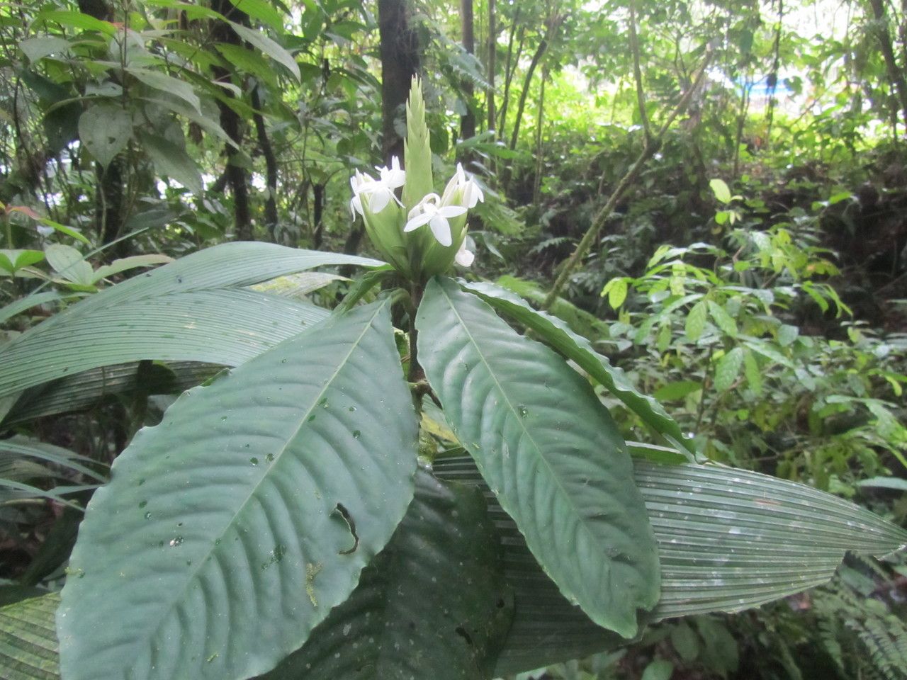 Aphelandra dolichantha