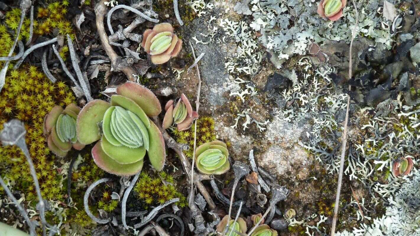 Crassula tomentosa leaf