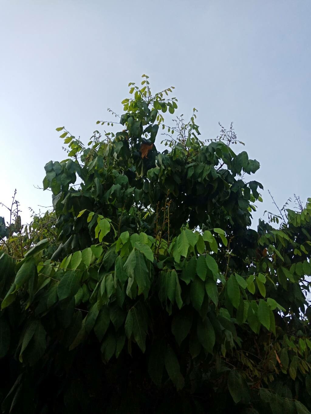 Lepisanthes rubiginosa habit