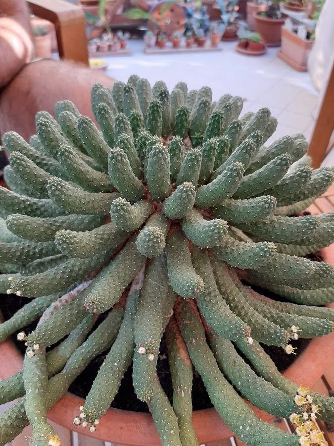Euphorbia fortuita — houseplant care guide