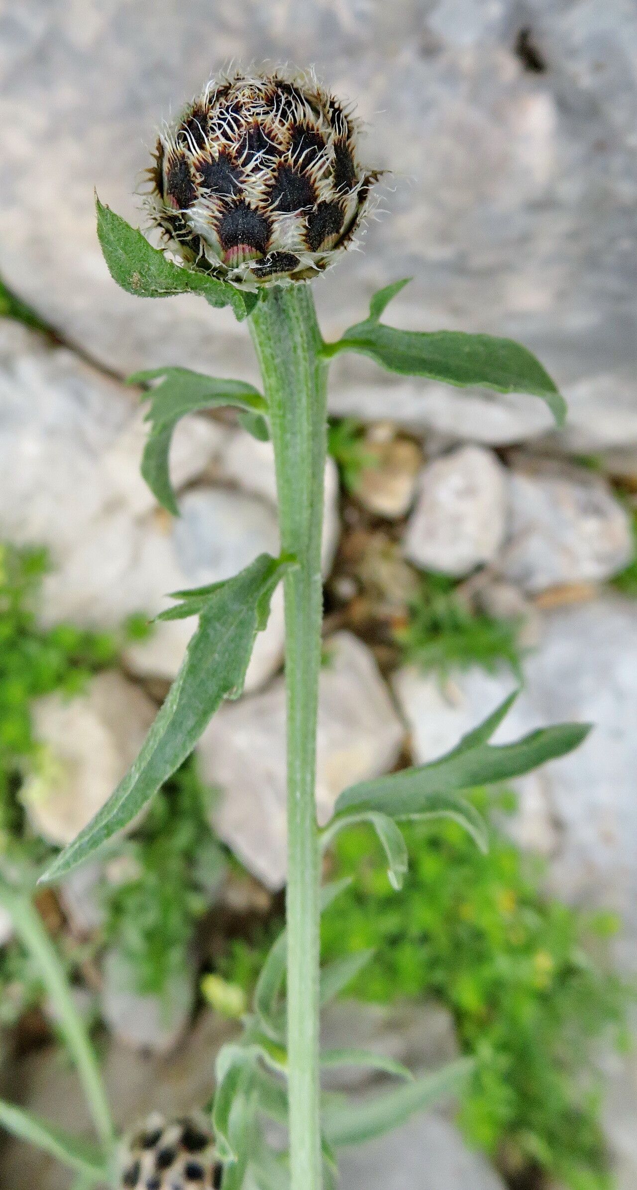 Centaurea tenoreana flower
