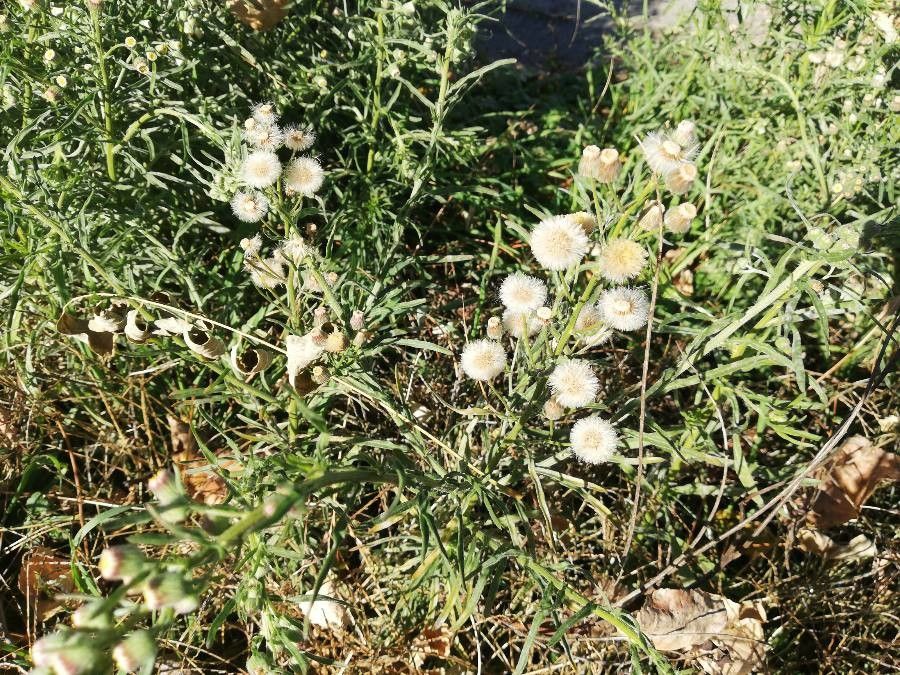 Conyza bonariensis flower