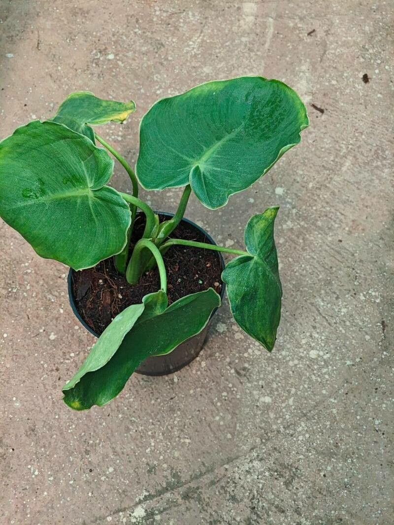 Philodendron rugosum — search result for 'Philodendron'