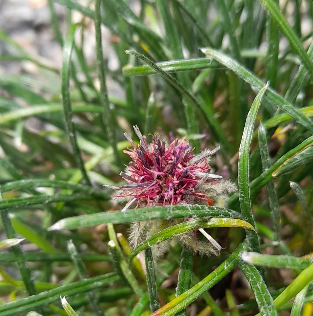 Saussurea brunneopilosa flower