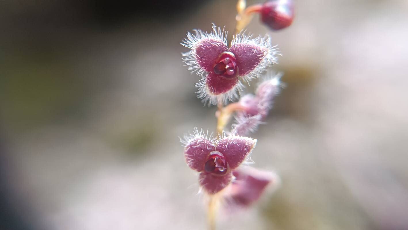 Stelis ciliaris — related species from the same genus