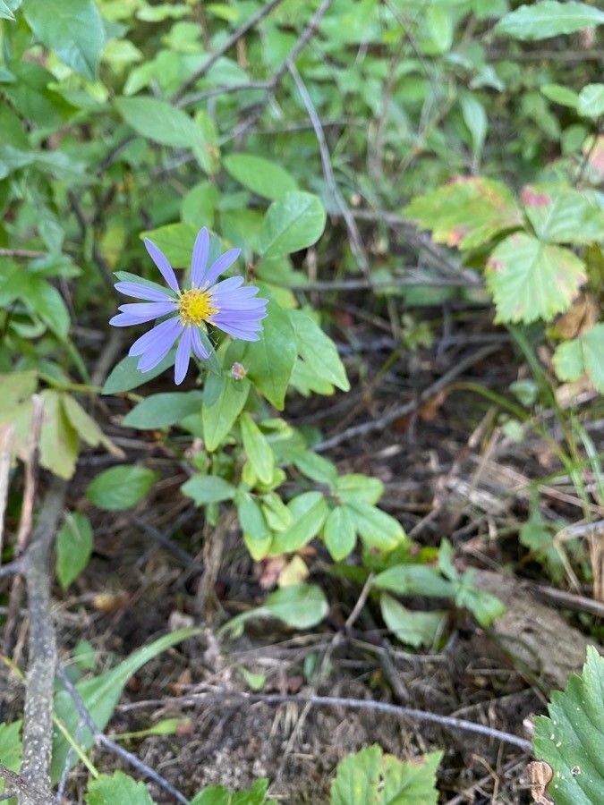 Symphyotrichum oolentangiense habit