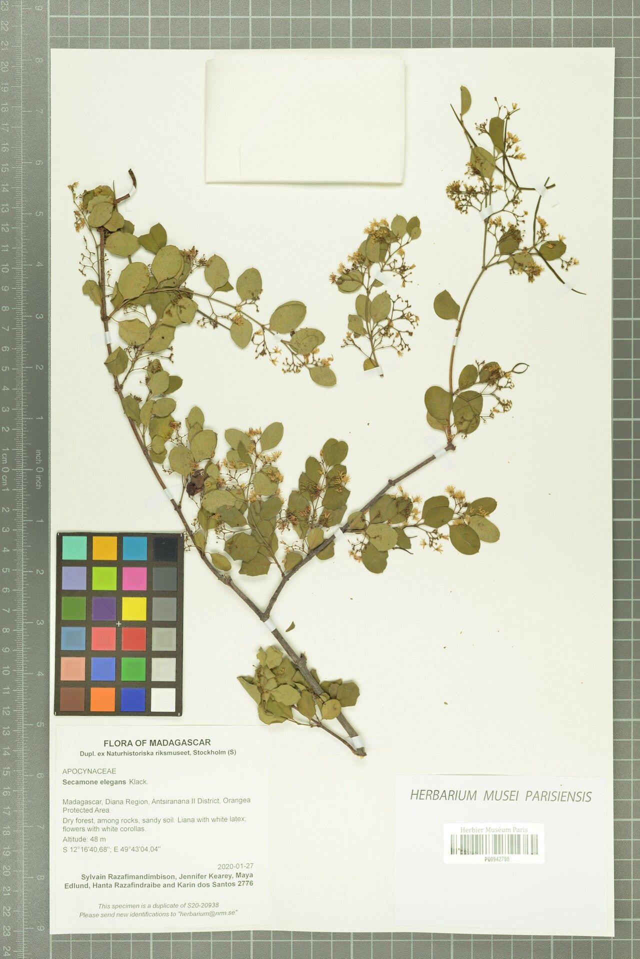 Secamone elegans — houseplant care guide