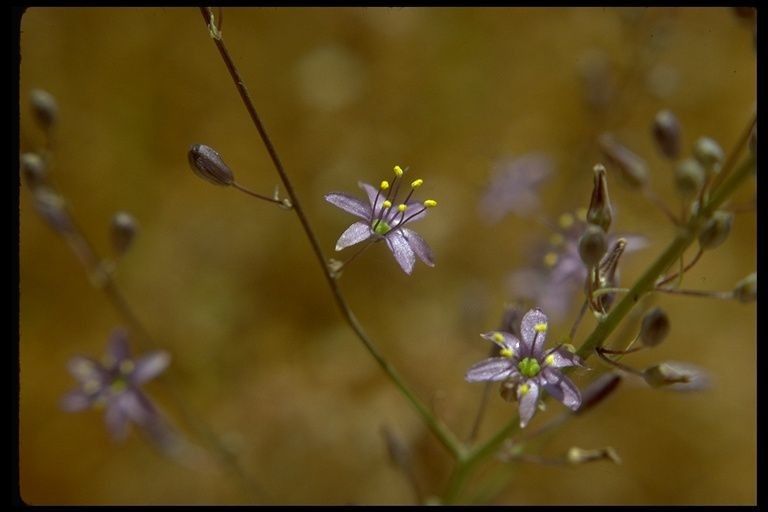Chlorogalum purpureum — related species from the same genus
