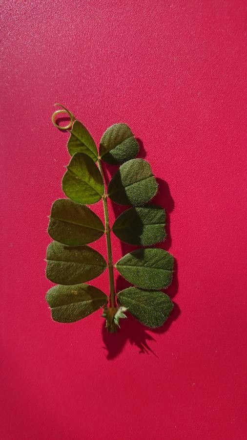 Vicia amphicarpa — houseplant care guide