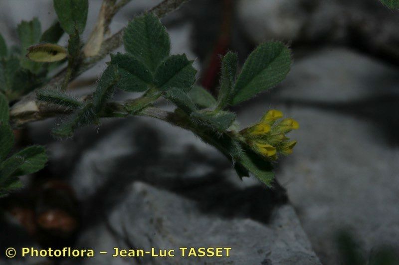 Medicago secundiflora flower