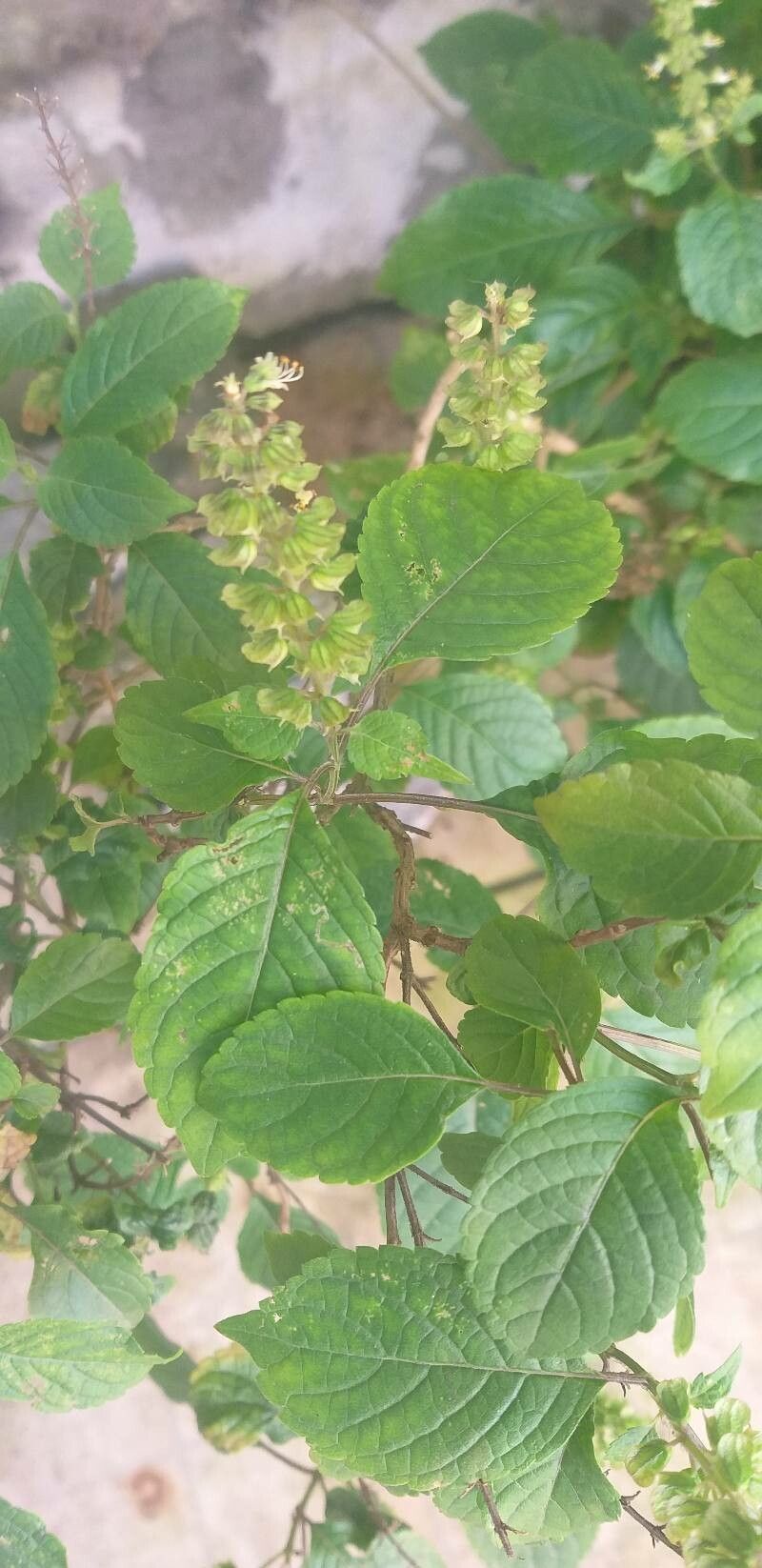 Ocimum campechianum flower
