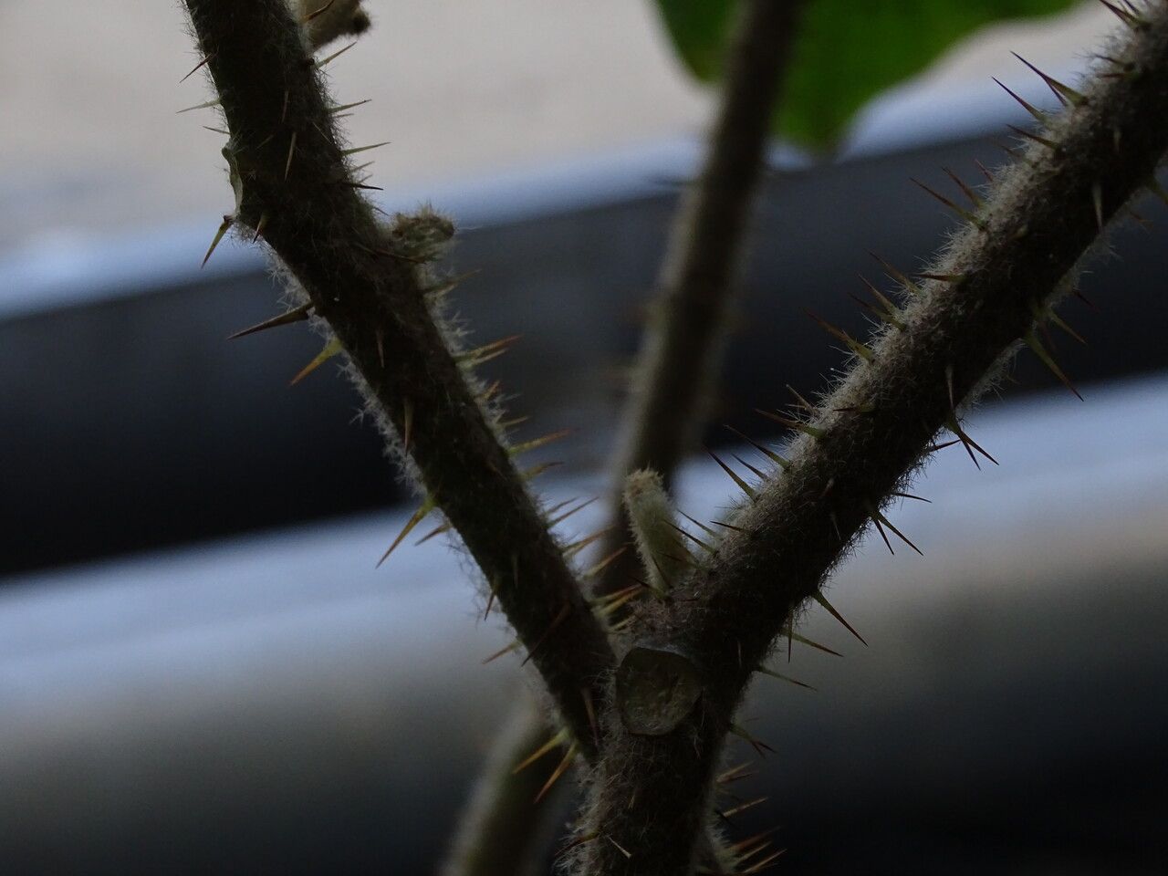 Solanum pseudolulo bark
