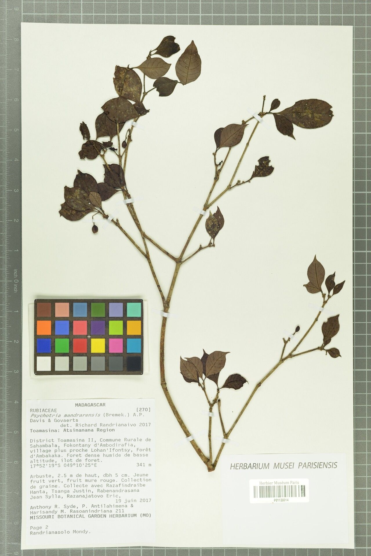 Psychotria mandrarensis — houseplant care guide