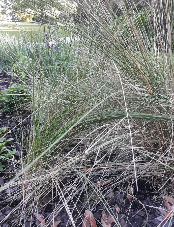 Muhlenbergia lindheimeri habit