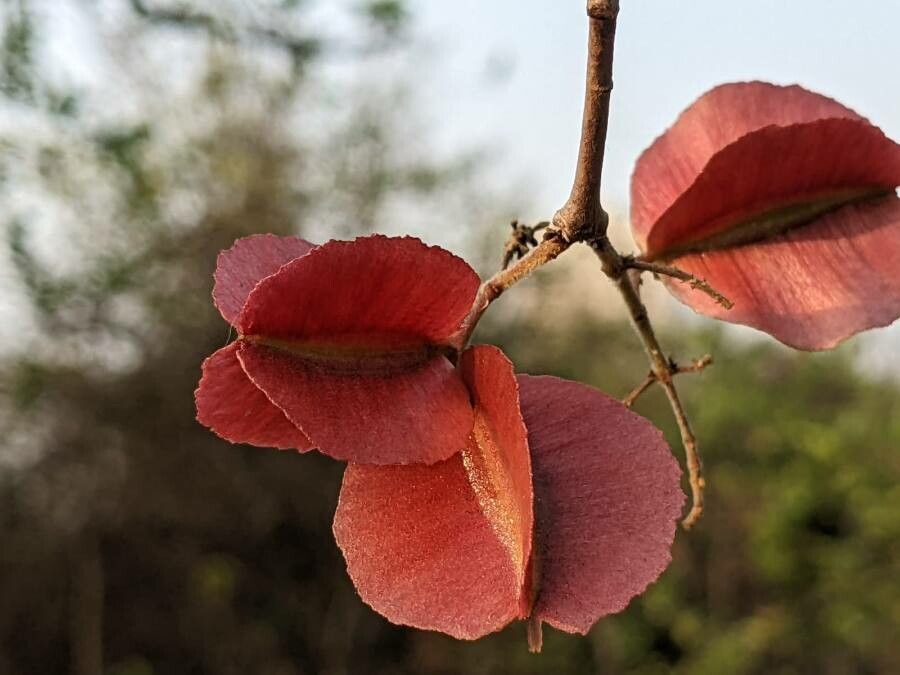 Combretum apiculatum fruit