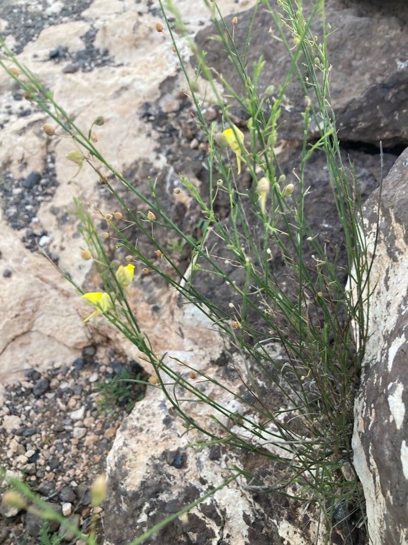 Kickxia scoparia habit