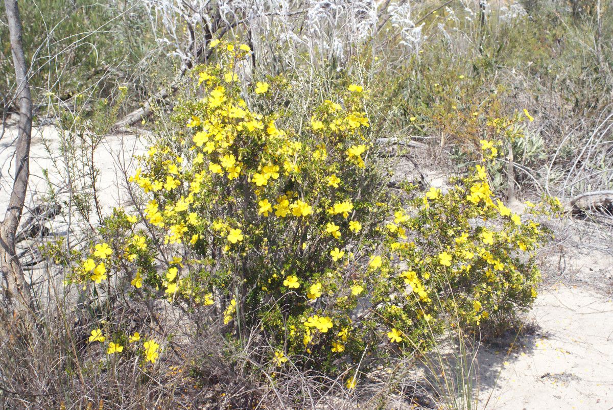 Hibbertia hypericoides habit