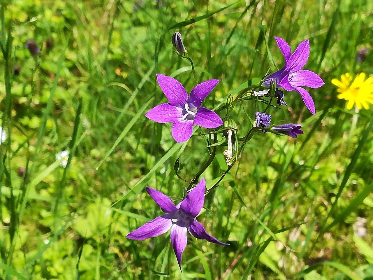 Campanula patula flower