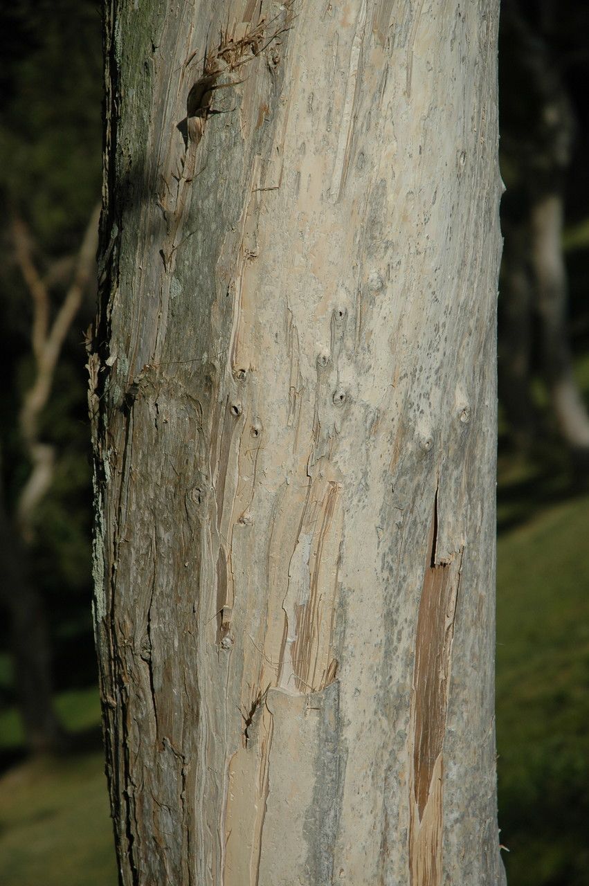 Melaleuca leucadendra bark