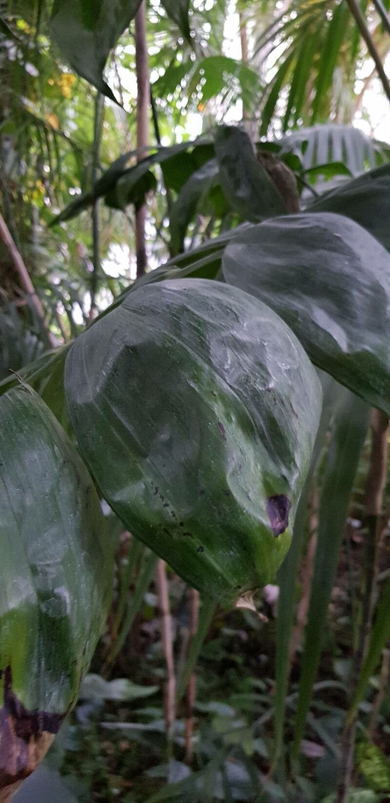 Chamaedorea oblongata leaf