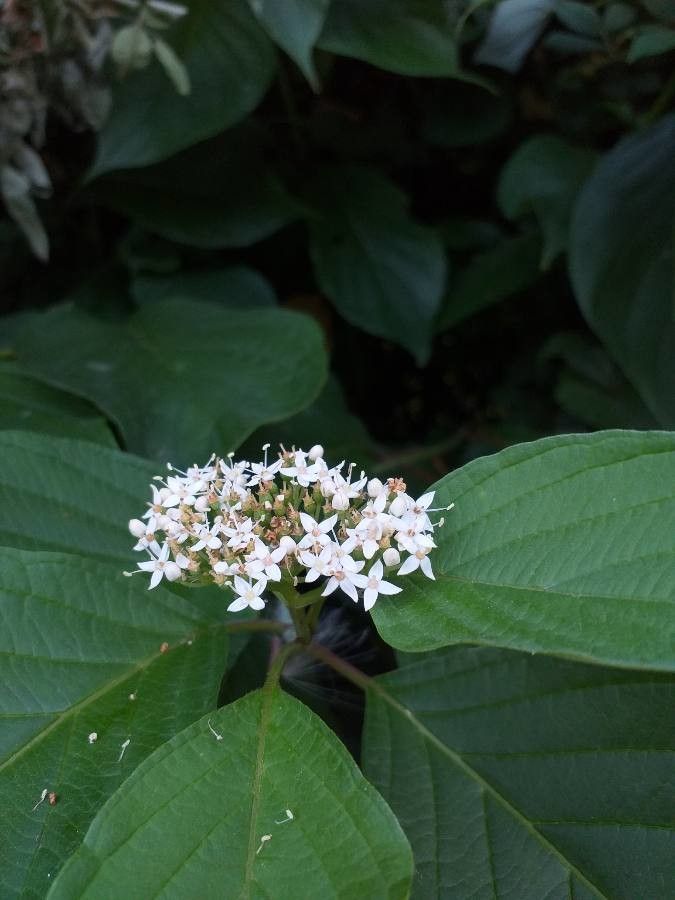 Cornus sericea subsp. occidentalis flower