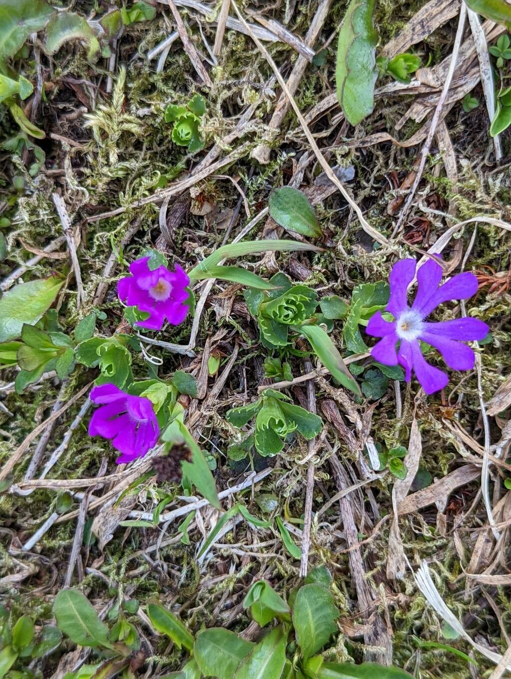 Primula minima habit