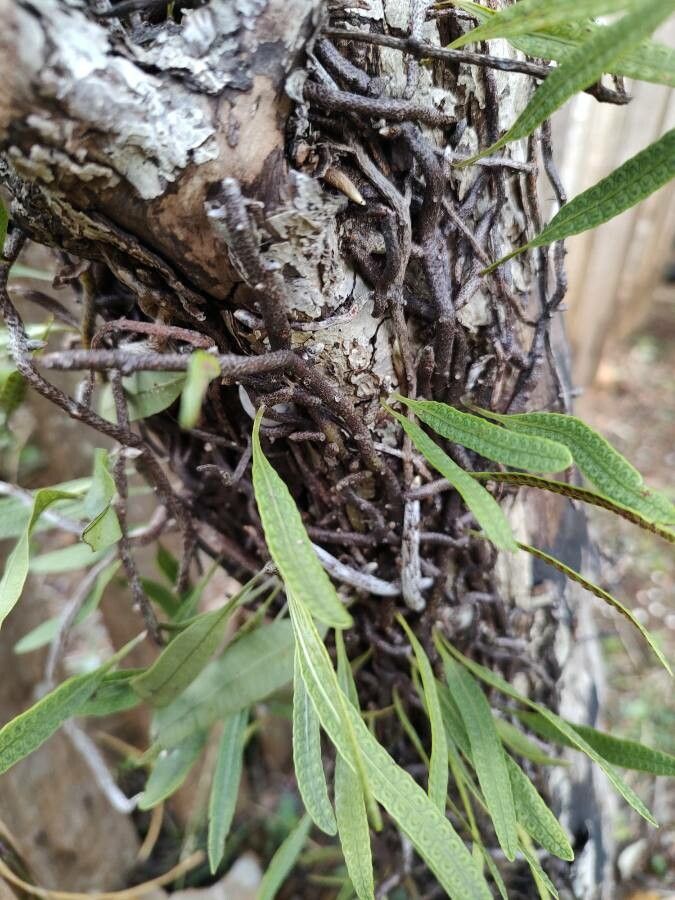 Microgramma squamulosa