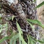 Microgramma squamulosa